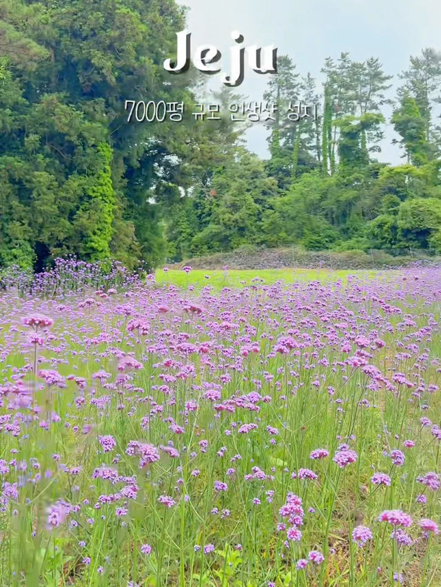 제주도 꽃구경 인생샷 성지는 바로 여기랍니당 ✨