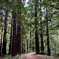 「Culicagh Mountain Park：壯麗山谷，難忘旅程！」