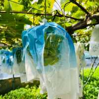 Fukuoka Selfdrive Fruit Farm & Mount Aso Summer Trip
