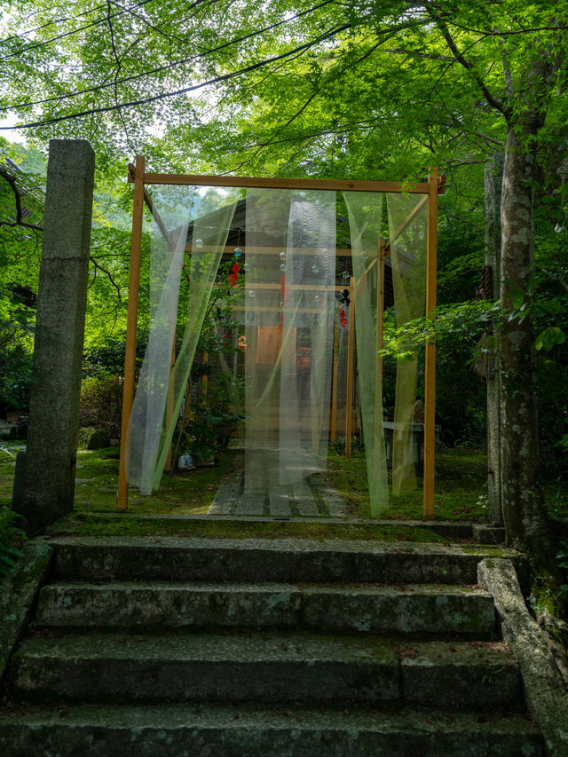 知ってる⁉️滋賀県民歓喜💫本州にはほぼ生息しない幻の青い蜂(幸せを運ぶ)