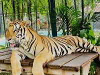 Tiger Kingdom Phuket