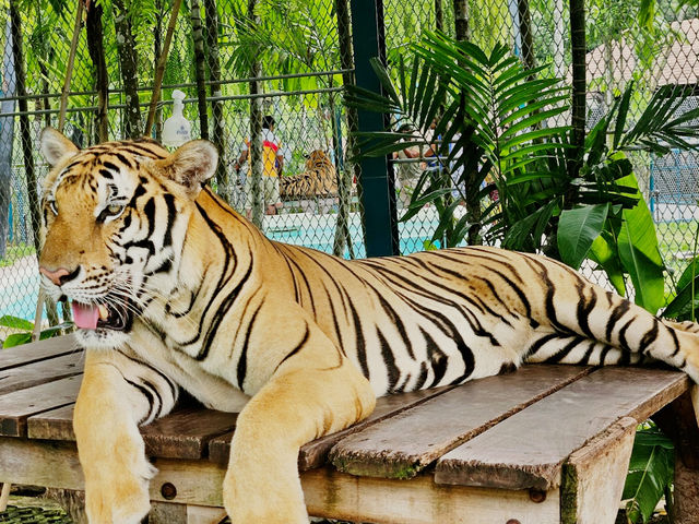 Tiger Kingdom Phuket