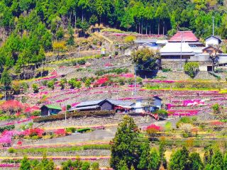 High Stone Terraces