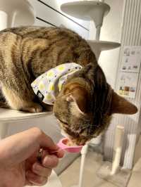 【東京都】猫のふれあいパーク「ニャンジャタウン」