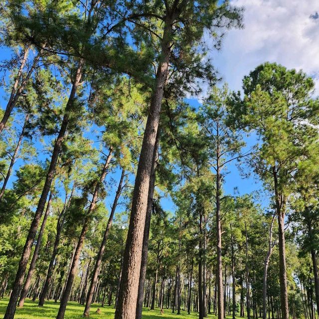 🌲สวนสนแม่แตง เชียงใหม่