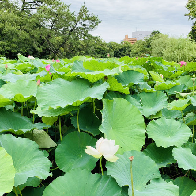 栗林公園！！