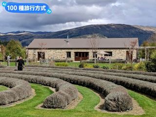 紐西蘭南島-瓦納卡的薰衣草農場：Wānaka Lavender Farm