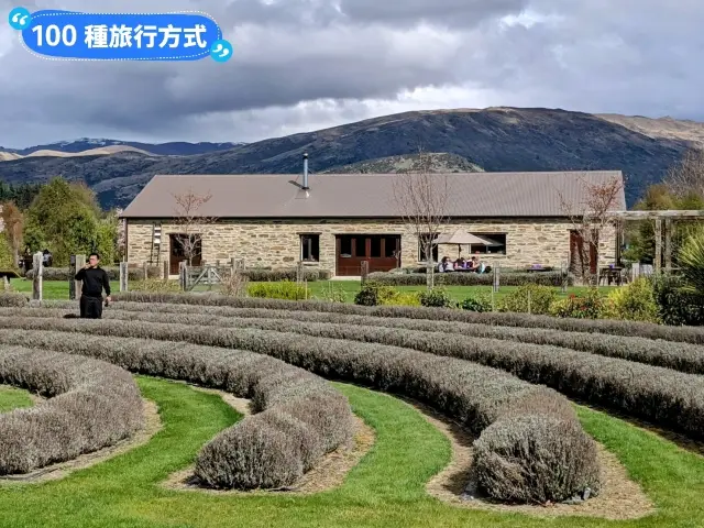 紐西蘭南島-瓦納卡的薰衣草農場：Wānaka Lavender Farm