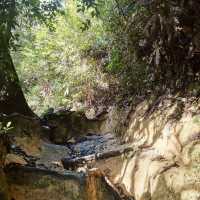 "Serenity in Green: The Enchanting Forest Views of Penang Hill"
