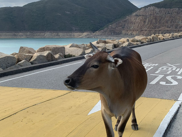 水面波光粼粼 萬宜水庫的戶外之旅