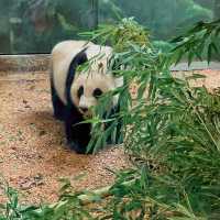上野動物園簡～親親可愛動物