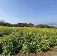 福岡｜能古島賞花遊🌼