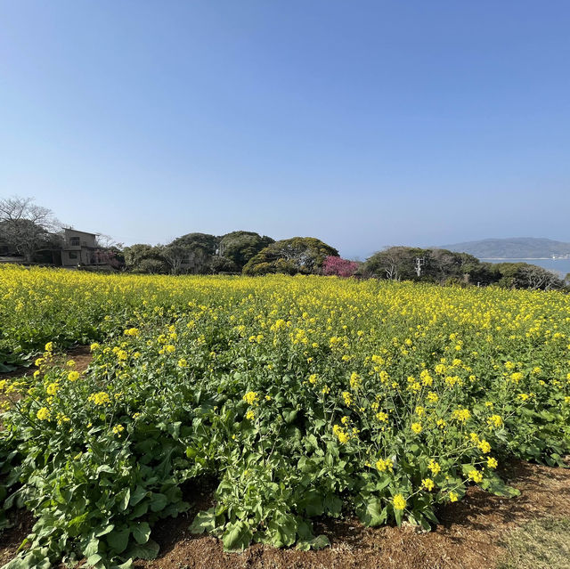 福岡｜能古島賞花遊🌼