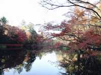 日本🇯🇵輕井澤 - 雲場池 最美的賞楓🍁地點