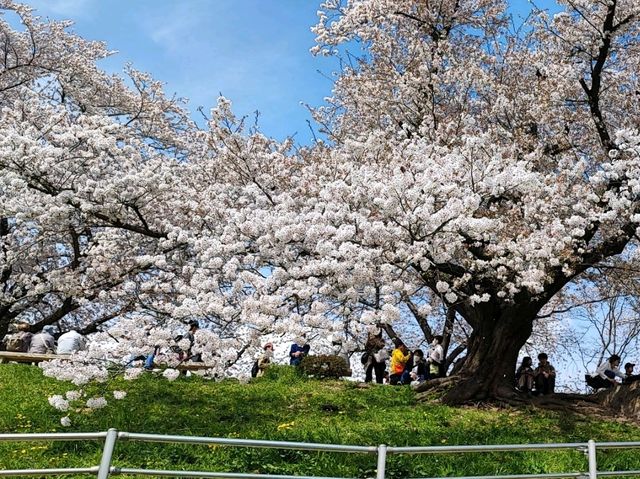 【京都】八幡市の背割堤さくらまつりで1日ピクニック