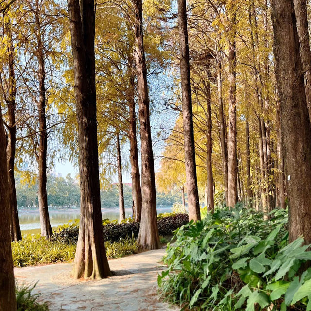 六甲落羽松森林：城市濕地中的秋色奇幻 🍁🌳