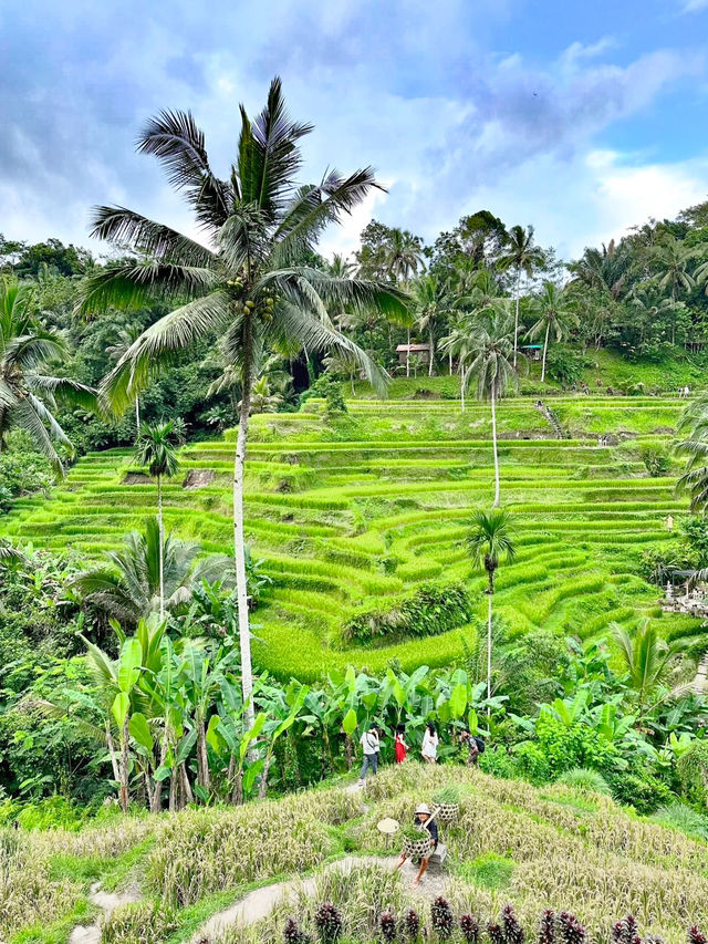 Embracing Nature at Ceking Rice Terrace