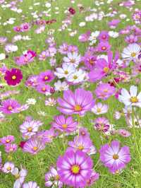 一面に広がるコスモス畑🌼
