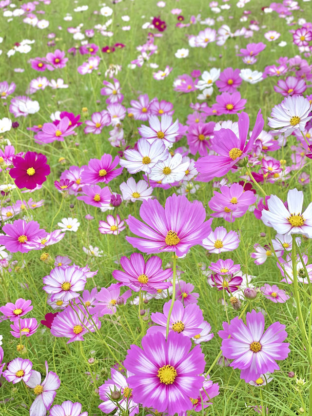 一面に広がるコスモス畑🌼