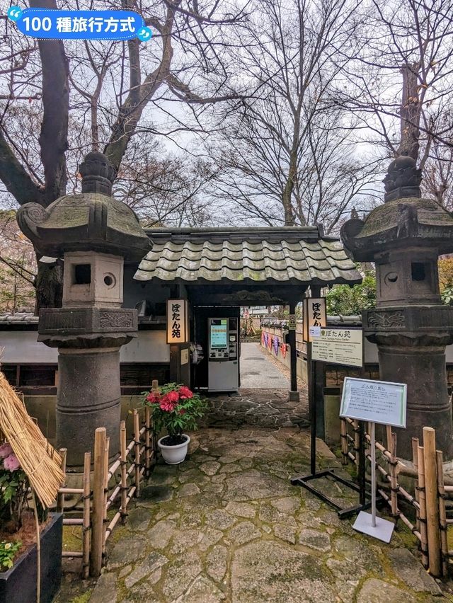 東京賞牡丹花的好去處-上野東照宮牡丹苑