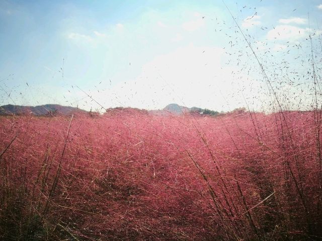 首爾近郊Nari公園 夢幻亂子草與波波草