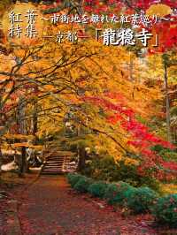 【ここ行って】本当は教えたくない🙅カメラ好きは一度は行きたい紅葉🍁