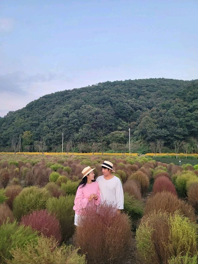 핑크코스모스 가득한 고령여행지 어북실🩷