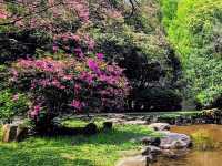 台北賞花好去處🌸 陽明山花鐘🌼