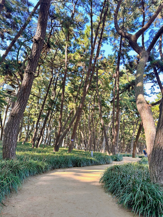 산책하기 좋은 장항송림신림욕장