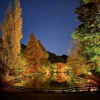 อุทยานแห่งชาติชินจูกุเกียวเอน(งาน light up autumn)