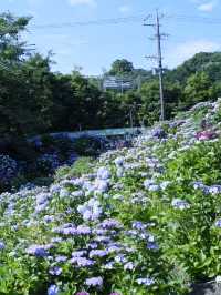 名古屋打卡聖地：形原溫泉紫陽花祭 