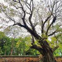 Timeless Wisdom: Exploring Hanoi’s Temple of Literature