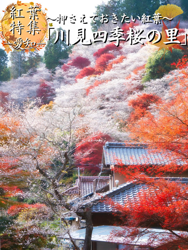 【ここ行って】秋に桜が見られる⁉️全国でも珍しい「紅葉×桜」の本場🌸🍁