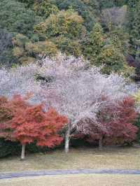 【ここ行って】秋に桜が見られる⁉️全国でも珍しい「紅葉×桜」スポット🌸🍁