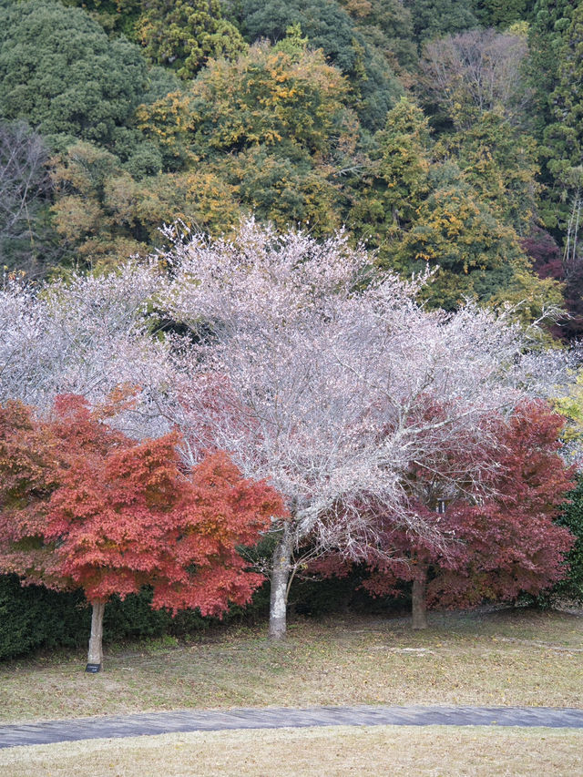 【ここ行って】秋に桜が見られる⁉️全国でも珍しい「紅葉×桜」スポット🌸🍁