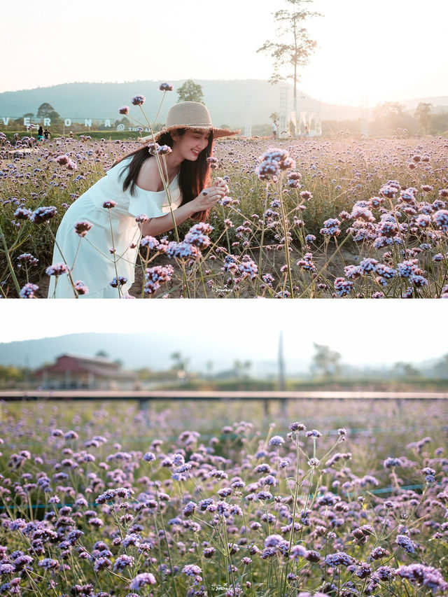 ไปนอนเต็นท์สุดชิค ท่ามกลางขุนเขาและดอกไม้⛺️🌸