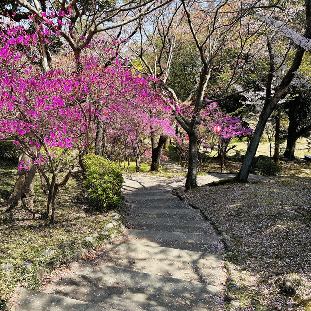 A Burst of Pink at Tsukairaku Park!