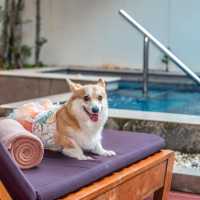 ที่พัก pet friendly ติดหาดหัวหิน