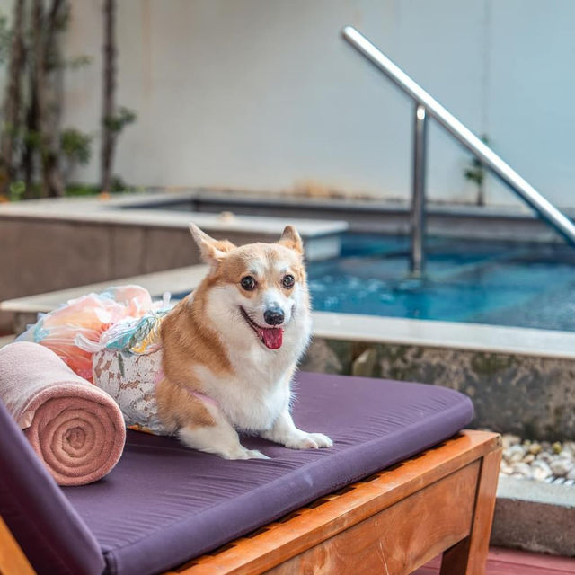 ที่พัก pet friendly ติดหาดหัวหิน