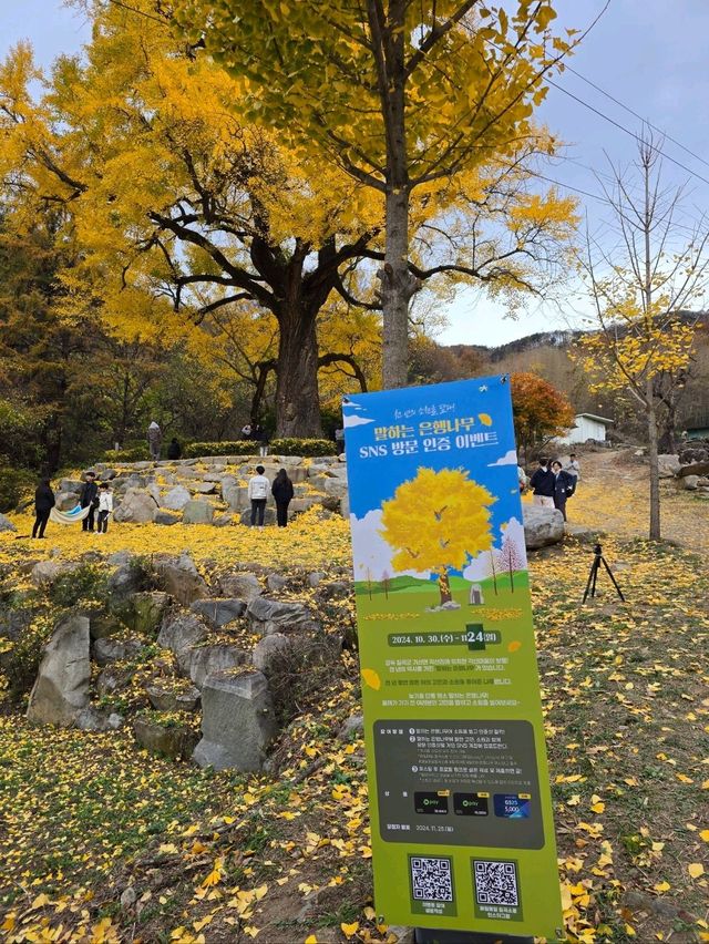 은행잎을 잡으면 소원이 이뤄지는곳💛