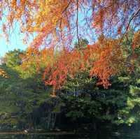 東京賞銀杏/楓葉：光丘公園