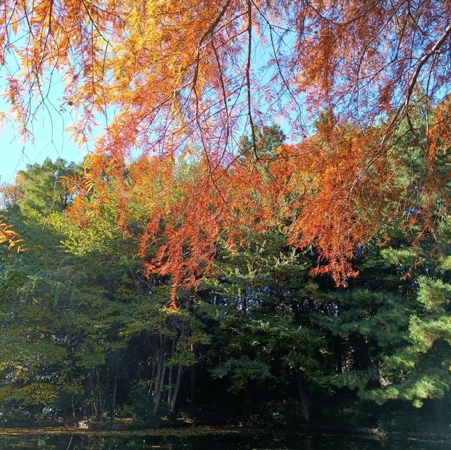 東京賞銀杏/楓葉：光丘公園