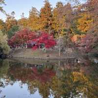 No trip to Nara is complete without visiting the Nara Park!