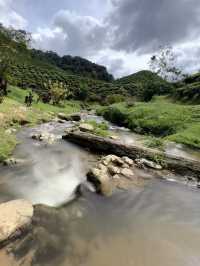 Cameron Highlands with Love!