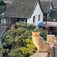 เมืองจูเจียเจี่ยว เมืองโบราณ อายุกว่า 1000ปี