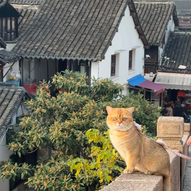 เมืองจูเจียเจี่ยว เมืองโบราณ อายุกว่า 1000ปี
