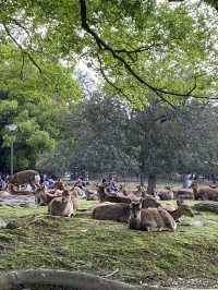 Nara Park: A Magical Meeting with Japan’s Sacred Deer