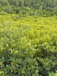 Tung Prong Thong: A Golden Eco-Adventure
