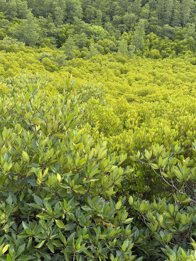 Tung Prong Thong: A Golden Eco-Adventure