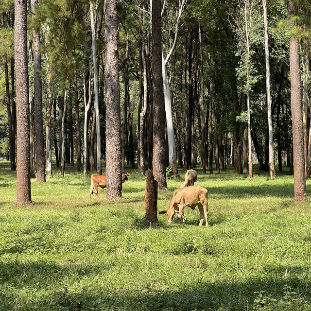 🌲 สวนสนแม่แตง จุดเช็คอินที่สายถ่ายรูปไม่ควรพลาด!